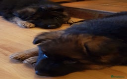 German Shepherd dogs for sale: Beautiful German Shepherd Puppies  - Advert 12