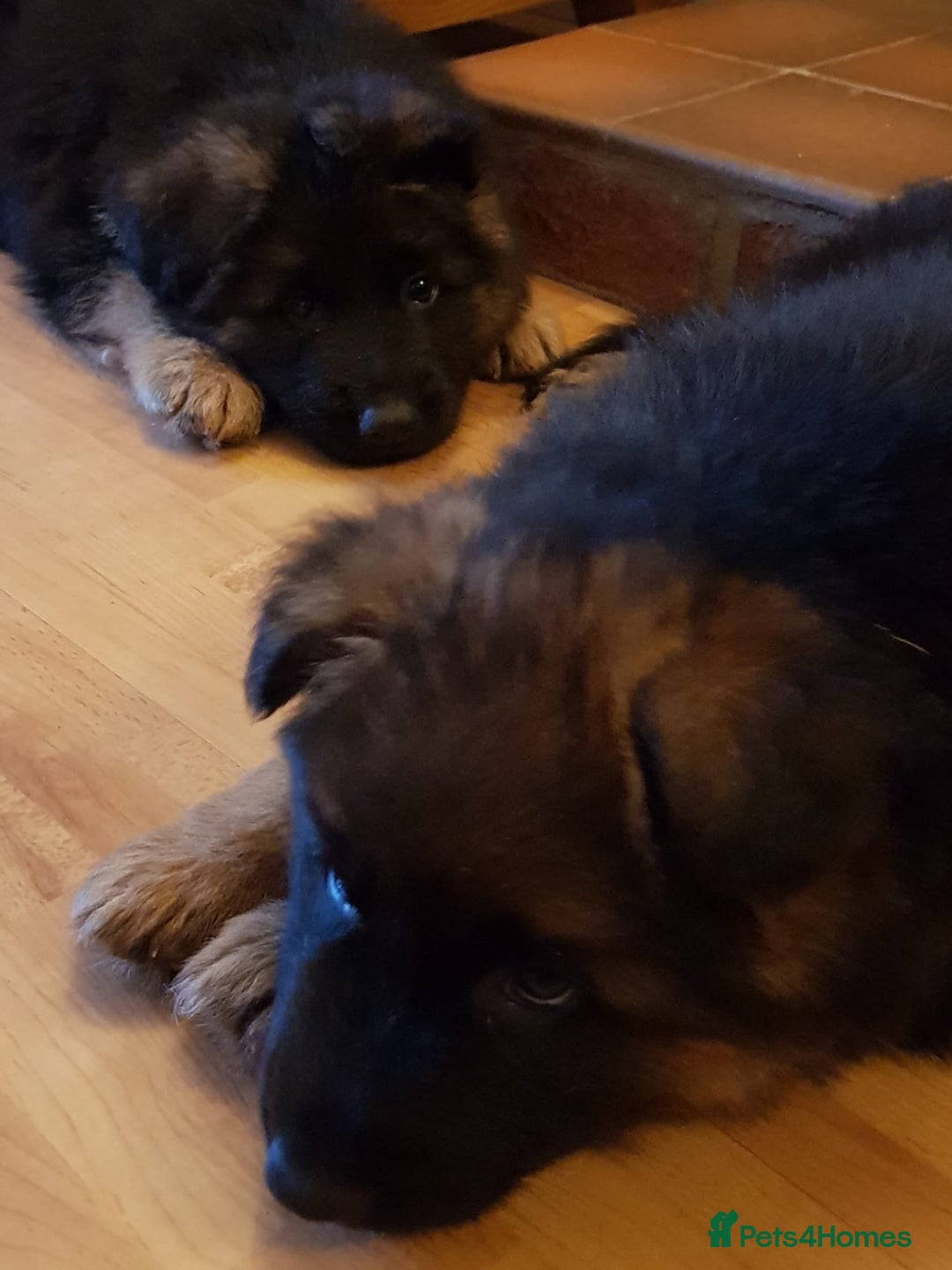 German Shepherd dogs for sale: Beautiful German Shepherd Puppies  - Advert 12