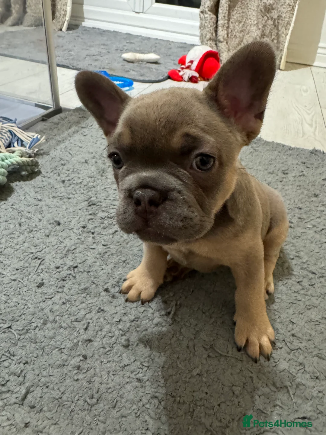 French Bulldog dogs for sale: Frenchie female  - Advert 2