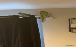 Parakeets birds for sale: Indian ringnecks  - Image 1