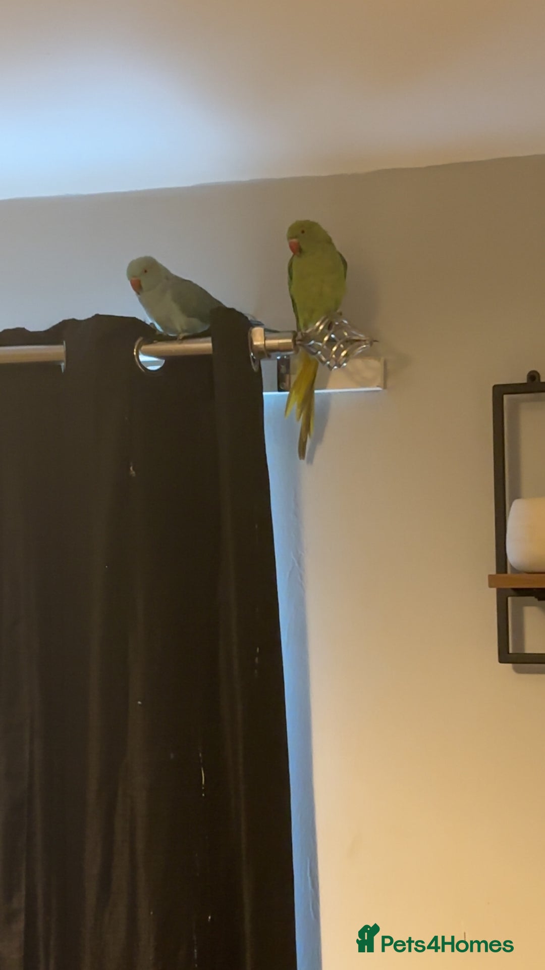 Parakeets birds for sale: Indian ringnecks  - Image 1