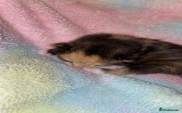 Mixed Breed cats for sale: Beautiful unique litter of 5 🩵💜🩵💜🩵 - Image 11