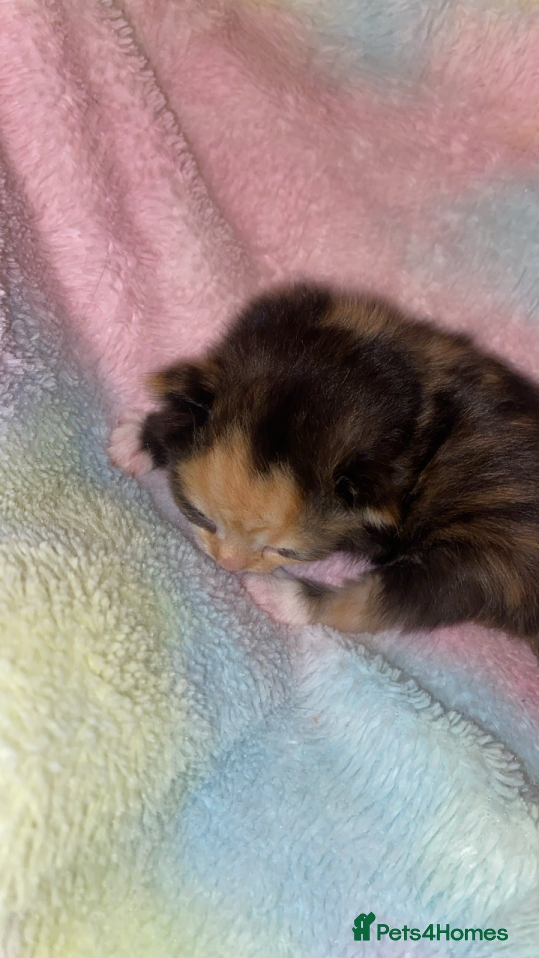 Mixed Breed cats for sale: Beautiful unique litter of 5 🩵💜🩵💜🩵 - Image 11