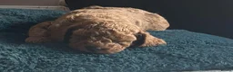 Cockapoo dogs for sale: Beautiful Cockapoo puppies  - Advert 11