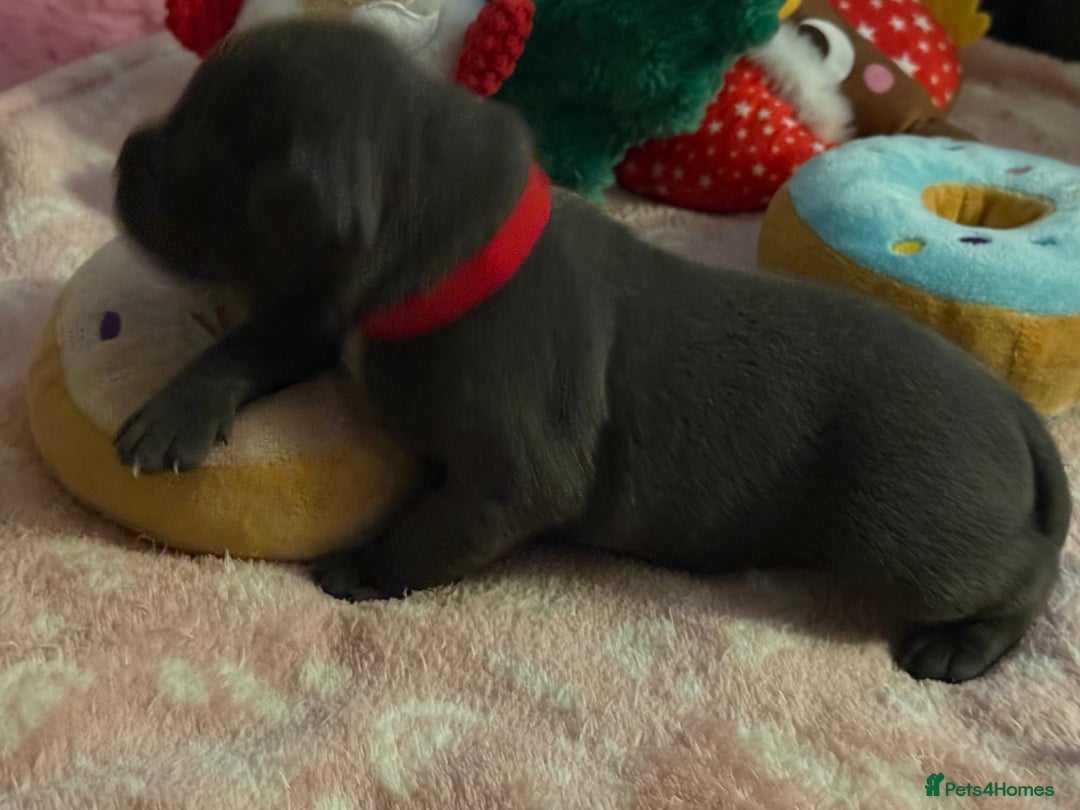 Staffordshire Bull Terrier dogs for sale: KC Blue Staffordshire Bull Terrier Puppies  - Advert 33