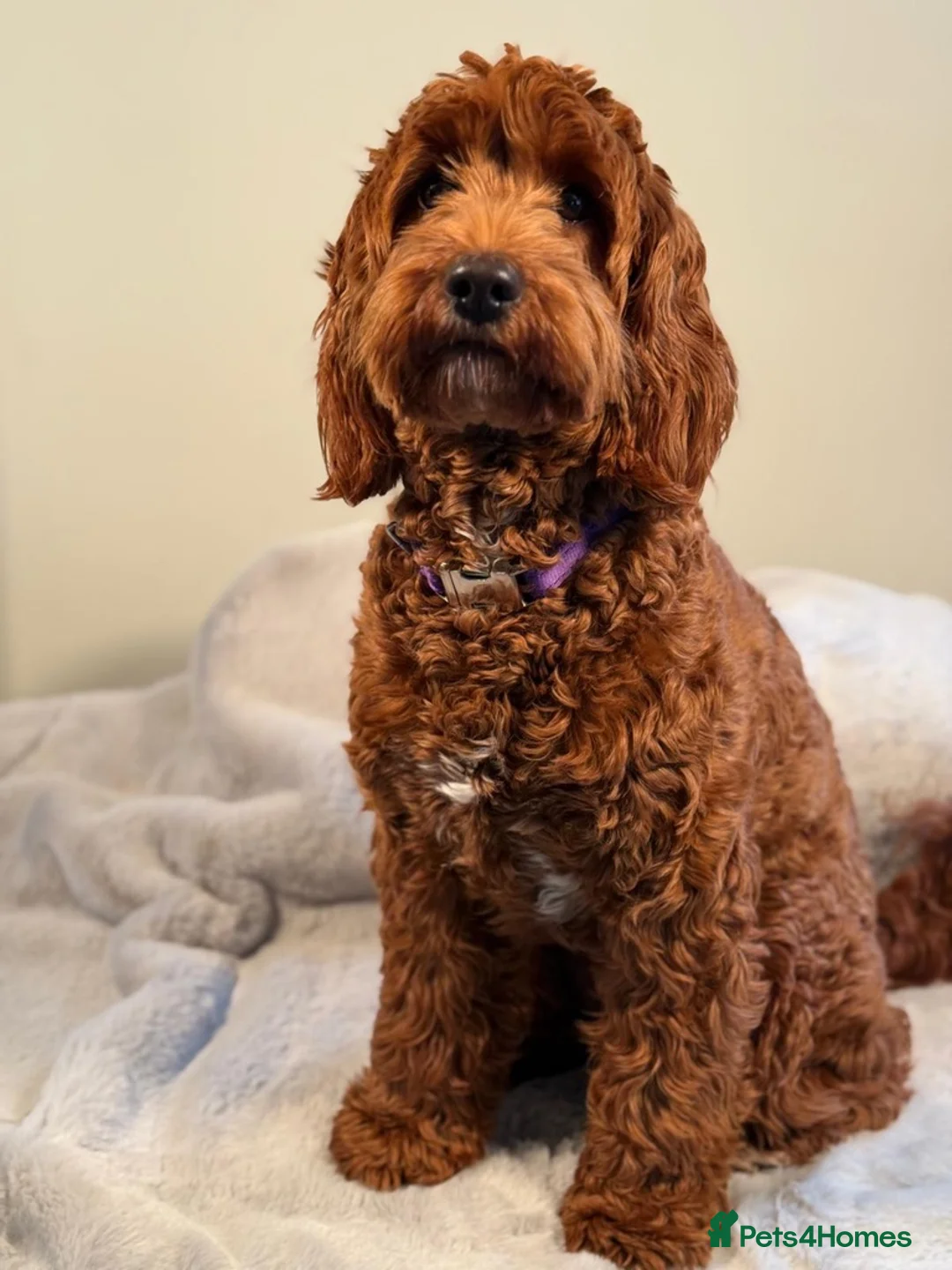 Australian Labradoodle dogs for sale: WAITING LIST Australian Labradoodles - RED - Advert 40