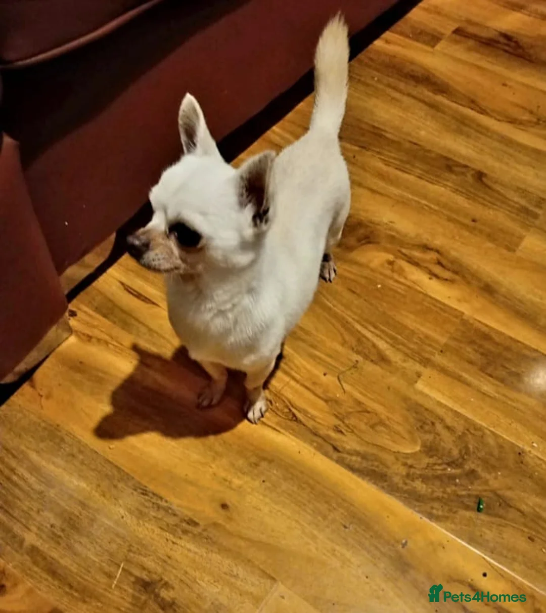 Chihuahua dogs for sale: Chihuahua adult male for sale  - Advert 3