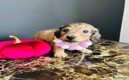 Miniature Dachshund dogs for sale: Cream Litter 5 Star Breeder ⭐️⭐️⭐️⭐️⭐️  - Image 28