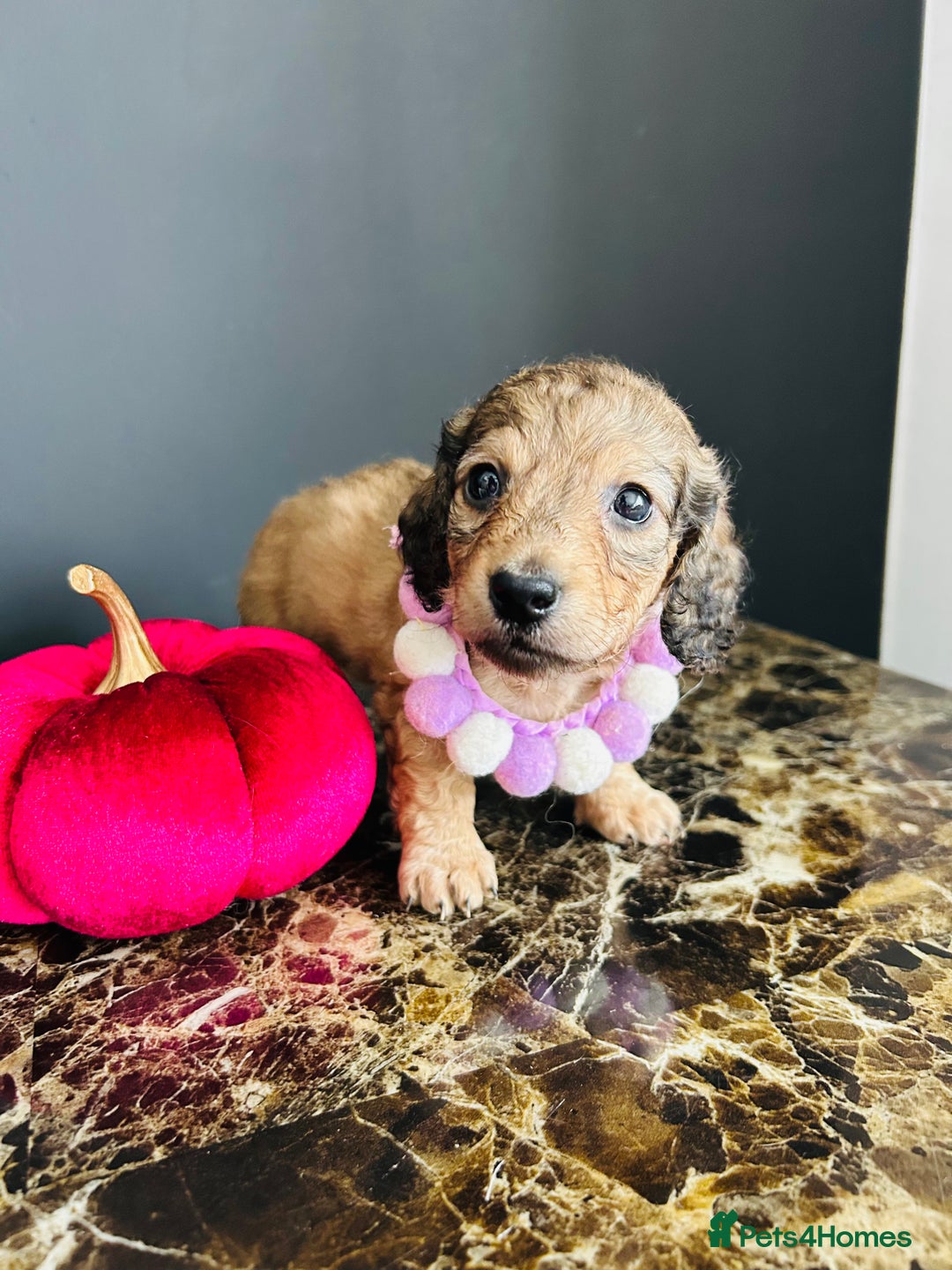 Miniature Dachshund dogs for sale: Cream Litter 5 Star Breeder ⭐️⭐️⭐️⭐️⭐️  - Image 28