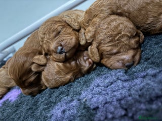 Cockapoo dogs F1b Cockapoo - Advert 1