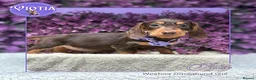 Miniature Dachshund dogs for sale: Ready now kc reg miniature dachshunds wire coats  - Advert 7