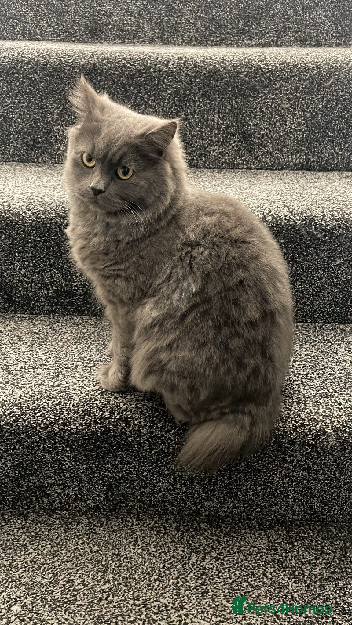 British Longhair cats Beautiful British Shorthair/Longhair Cat  - Advert 2