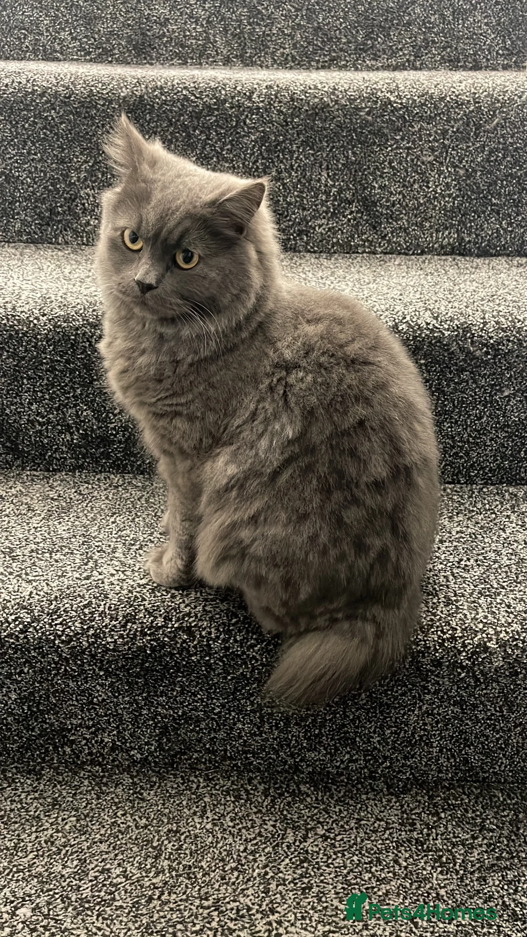 British Longhair cats for sale: Beautiful British Shorthair/Longhair Cat  in Rochdale - Advert 1