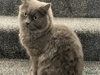 British Longhair cats Beautiful British Shorthair/Longhair Cat - Advert 1