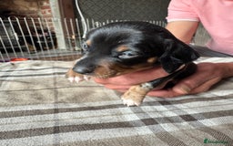 Miniature Dachshund dogs for sale: 🐾 Miniature Dachshund Puppies for Sale 🐾 - Image 13