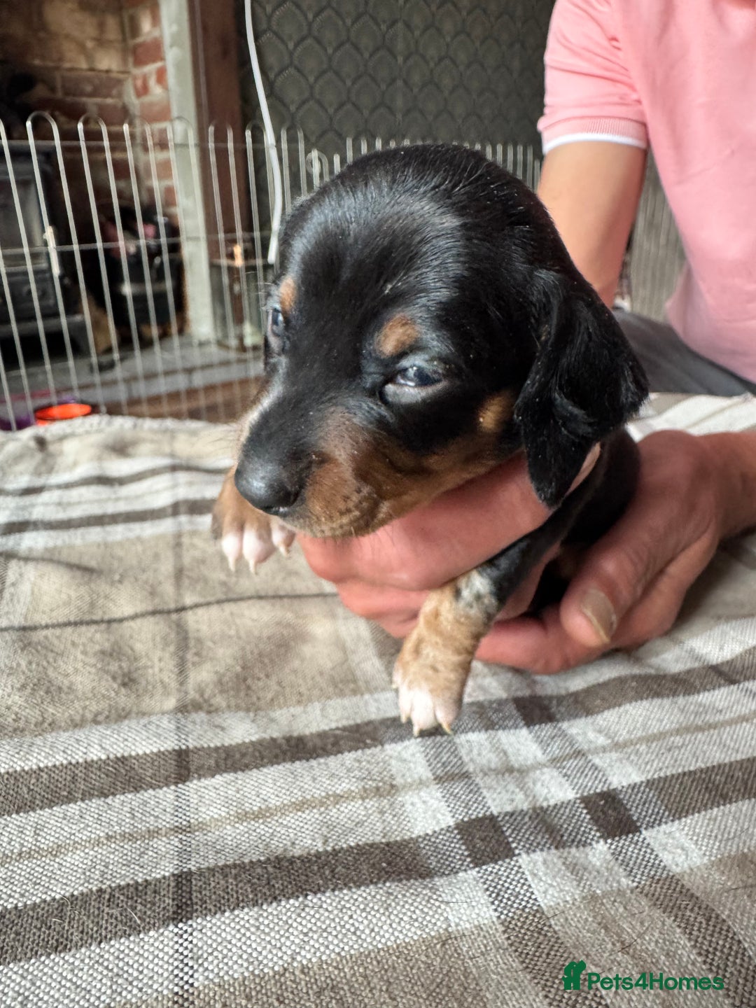 Miniature Dachshund dogs for sale: 🐾 Miniature Dachshund Puppies for Sale 🐾 - Image 13