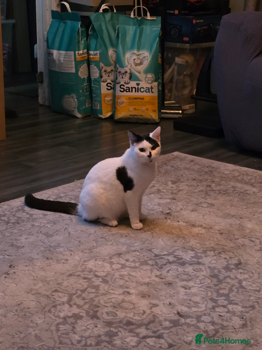 Mixed Breed cats for sale: Female kitten - Advert 3