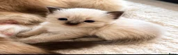 Ragdoll cats for sale: GCCF champion ragdoll kittens 🐱 ❤️ - Advert 3