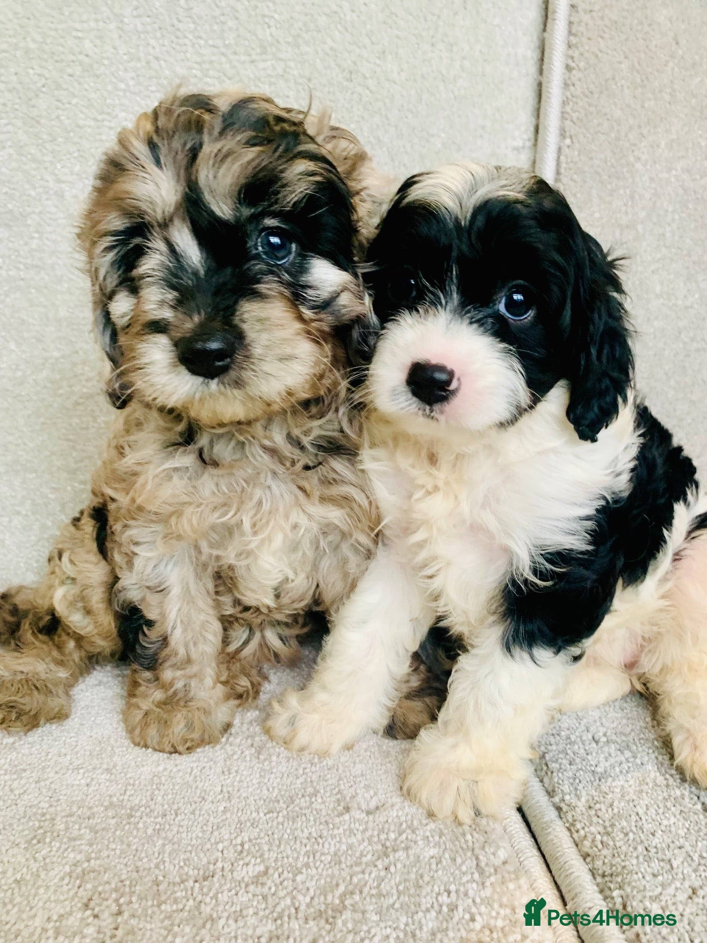 Cavapoo dogs Beautiful F1 Cavapoo puppies - Advert 1