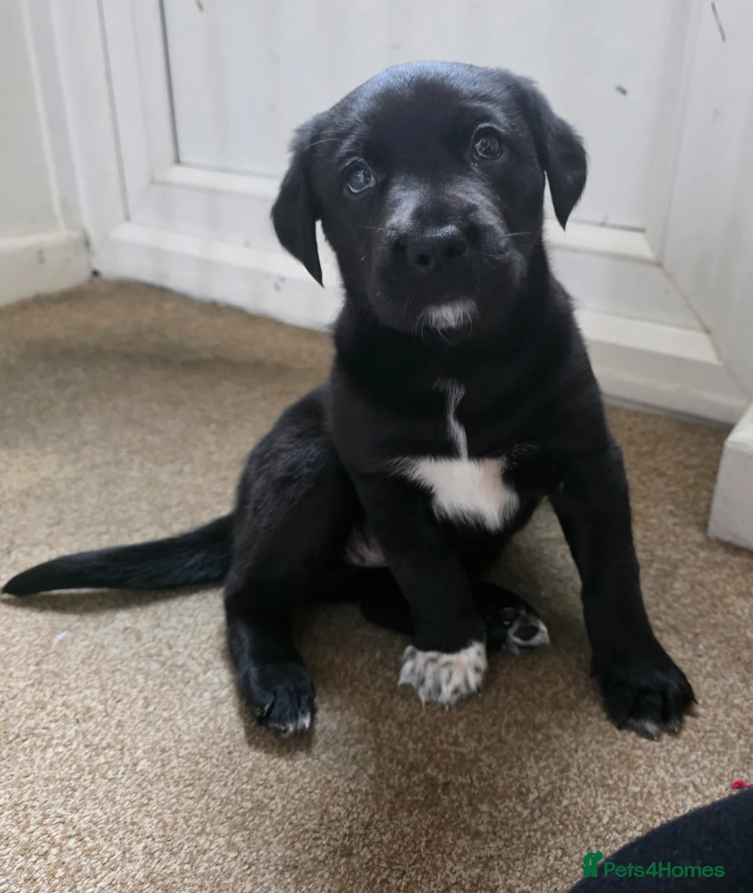 Mixed Breed dogs for sale: 5 week old kelpie x cane corso puppy for sale - Advert 2