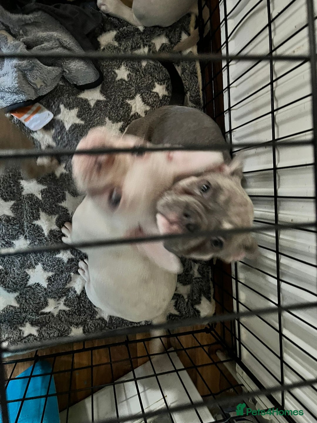 French Bulldog dogs for sale: DESTINY, TRINITY AND MYSTERY - Advert 6