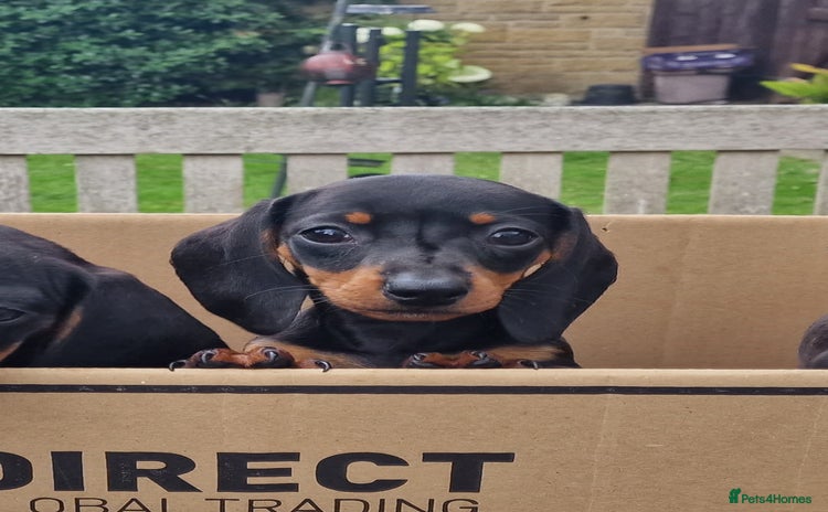 Miniature Dachshund dogs - Advert 4