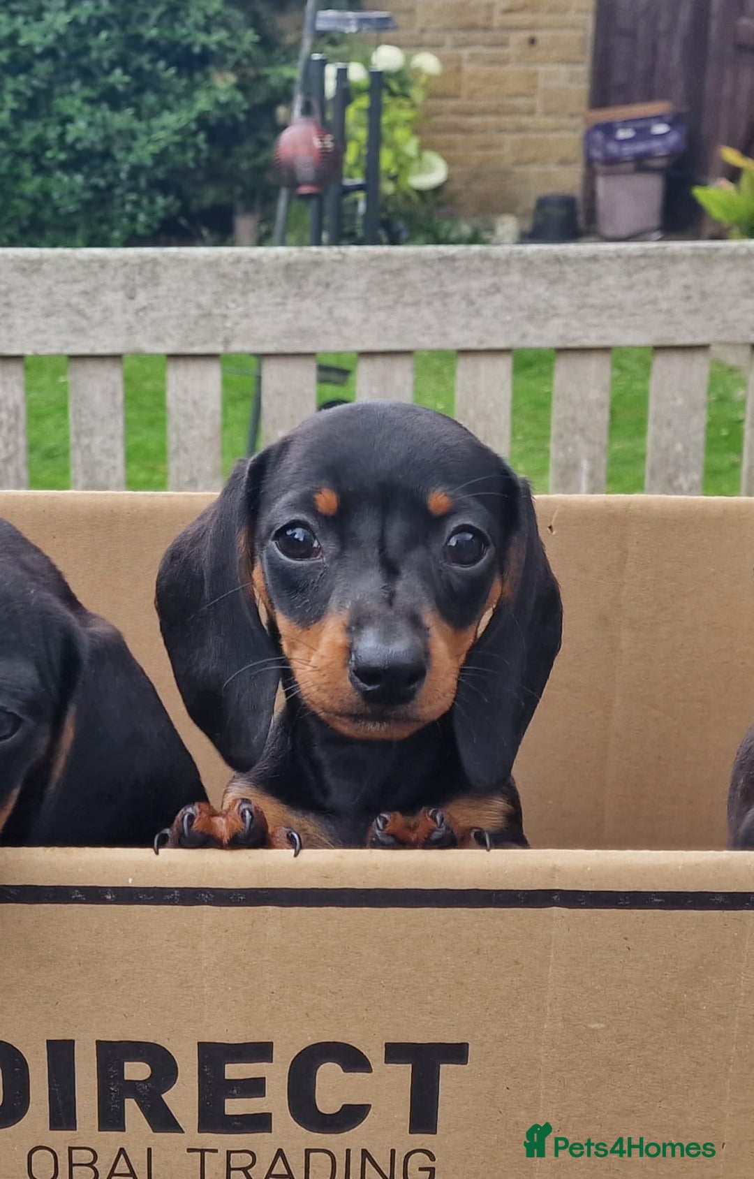 Miniature Dachshund dogs for sale: Quality mini dachshund puppies 💜 - Image 1