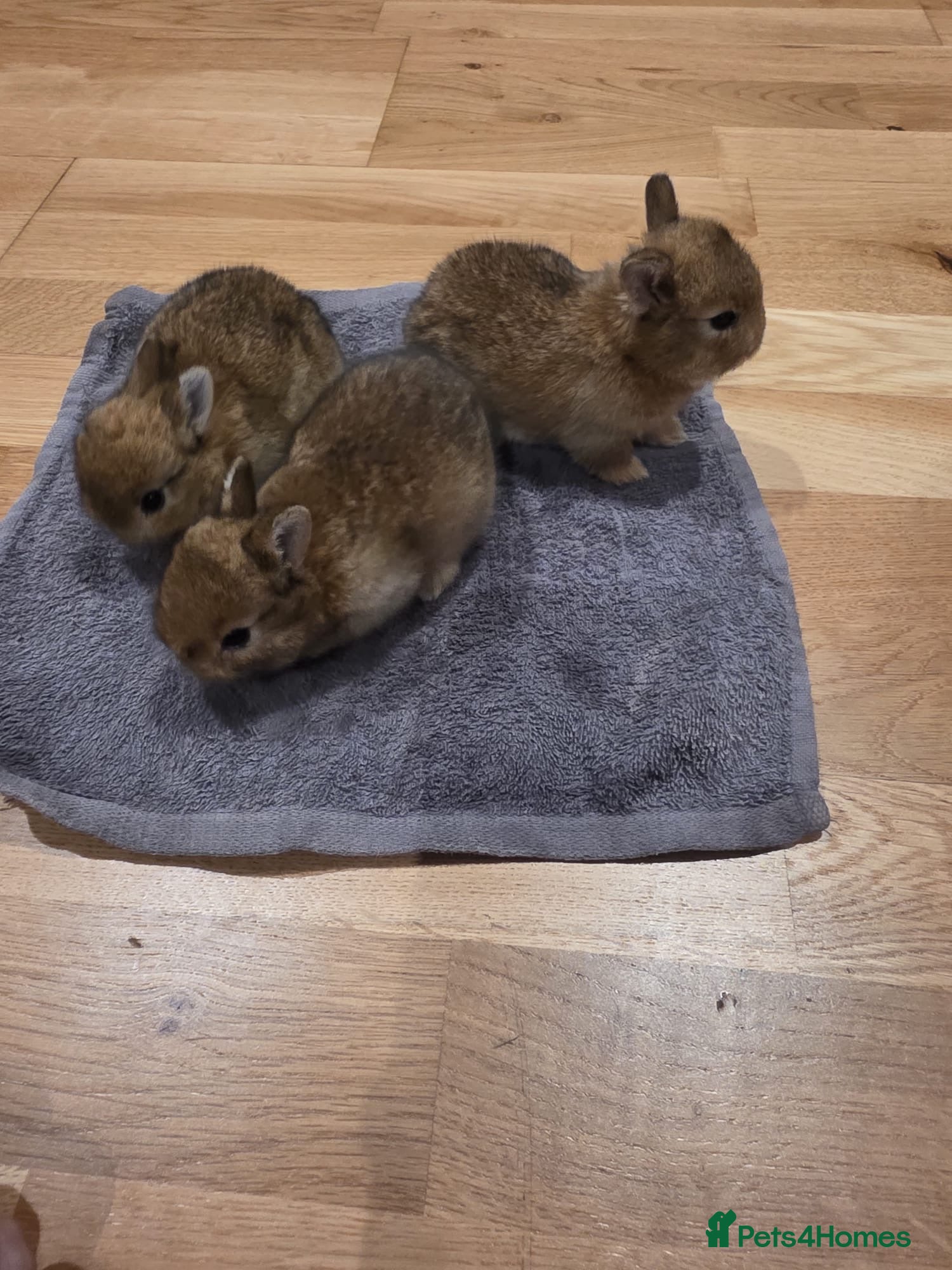 Netherland Dwarf rabbits Netherland dwarf  - Advert 22