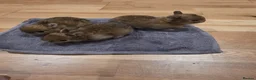 Netherland Dwarf rabbits for sale: Netherland dwarf  - Advert 1