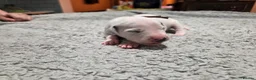 Dalmatian dogs for sale: Stunning Pure Dalmation Puppies  - Advert 35