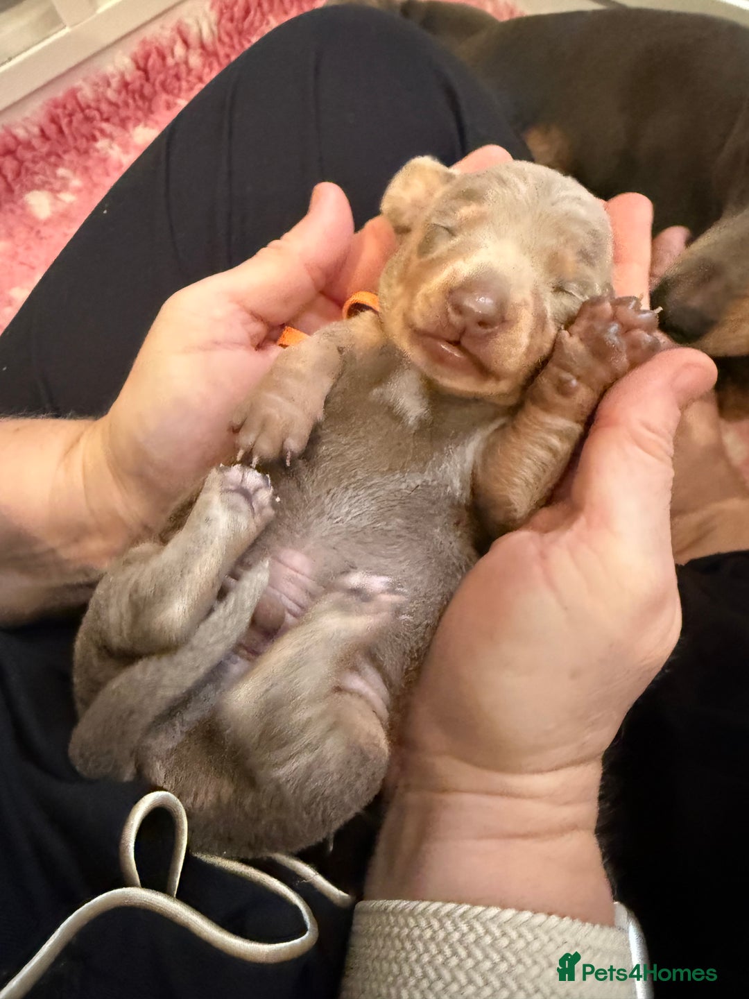 Dachshund dogs for sale: Health Tested Parents Dachshund Puppies   - Advert 17