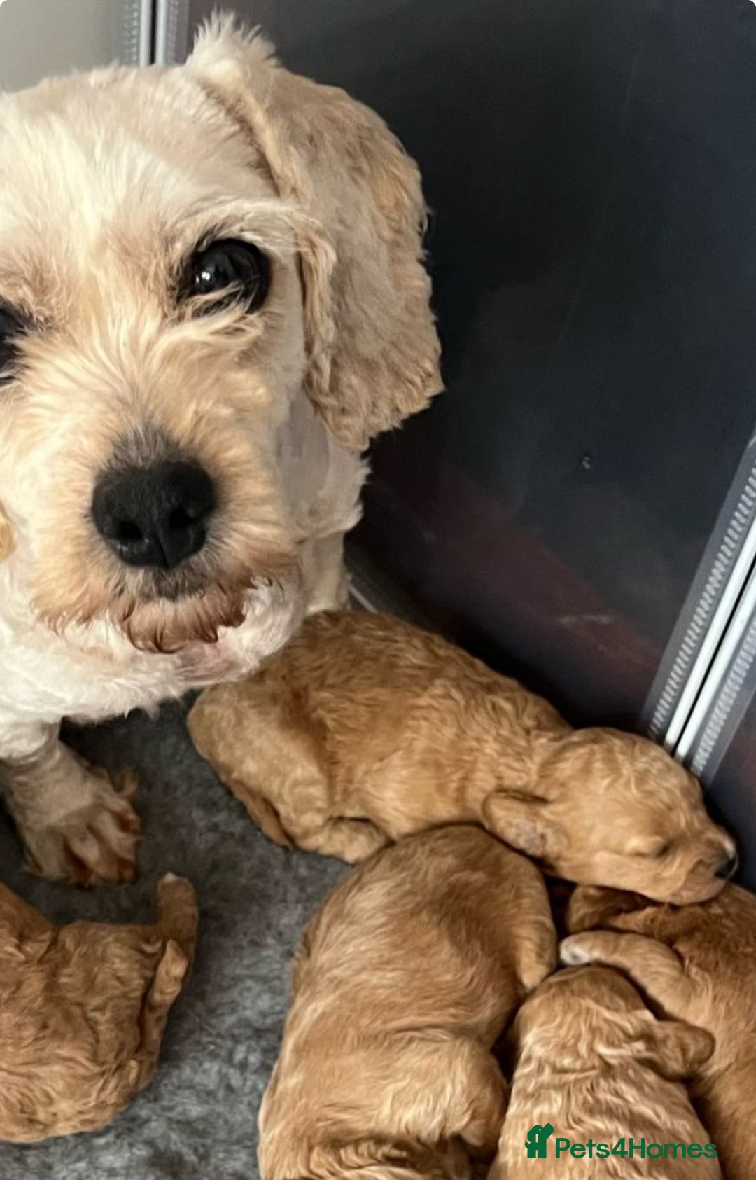 Cavachon dogs for sale: Ready Next week ❤️ - Image 9