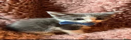 Mixed Breed cats for sale: Gorgeous blue and white kittens  - Advert 10