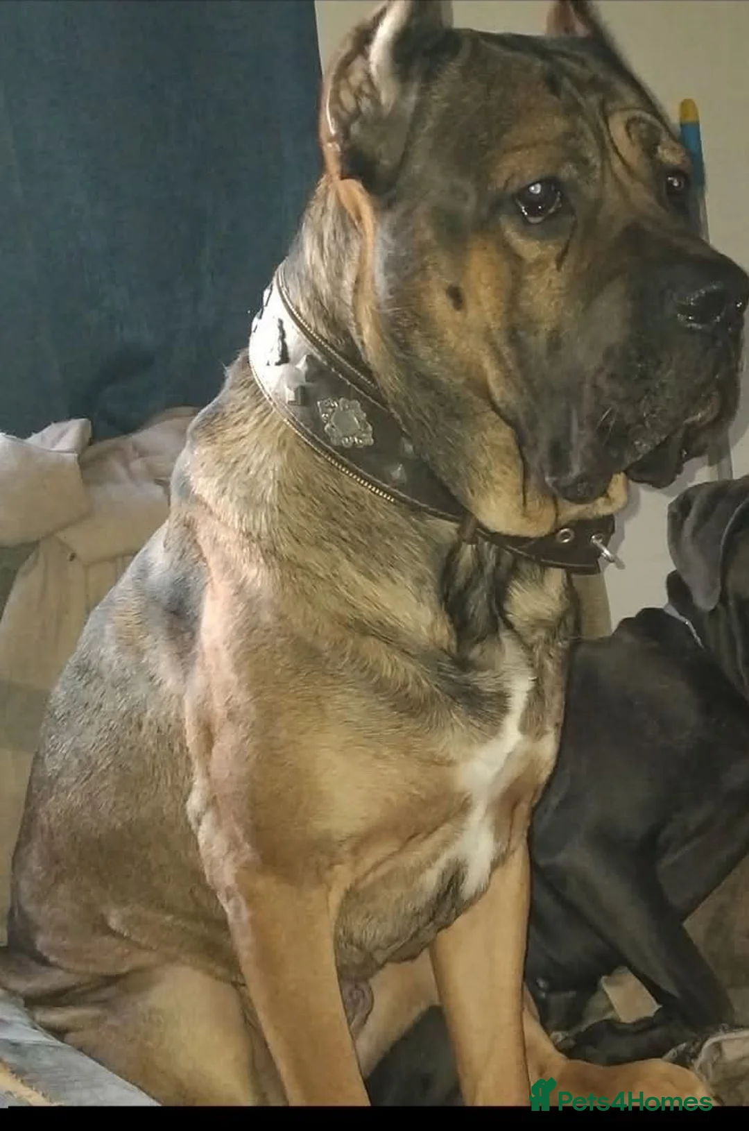 Cane Corso dogs for sale: Full breed cane corso puppies in Ashton-under-Lyne - Advert 21