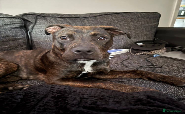 Mixed Breed dogs - Advert 1