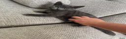 British Shorthair cats for sale: Blue British short hair kittens for sale  - Advert 9