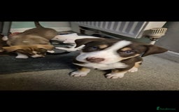 Mixed Breed dogs for sale: Husky mix puppies. Ready to leave! - Image 27