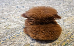 Toy Poodle dogs for sale: Female Asian Toy Poodle  - Image 2