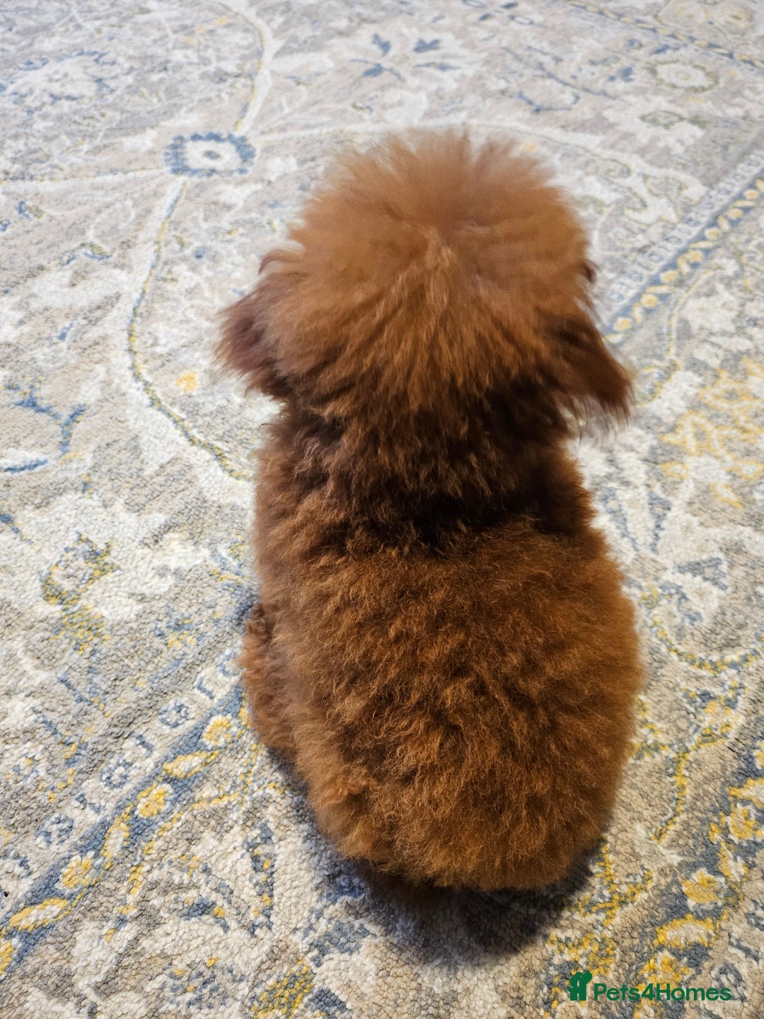 Toy Poodle dogs for sale: Female Asian Toy Poodle  - Image 2