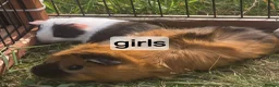 Guinea Pig rodents for sale: Mixed pairs of guinea pigs available  - Advert 3
