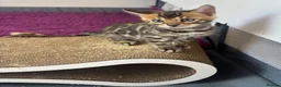 Bengal cats for sale: Pure bred Glitter Coat Bengal Kittens  in Ebbw Vale - Advert 9