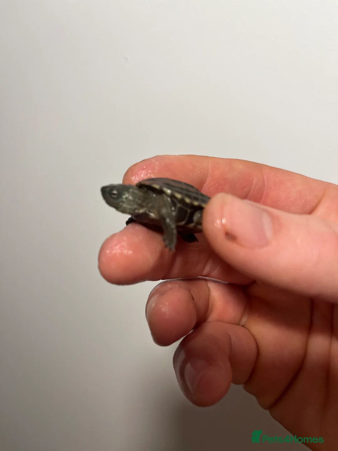 Turtle reptiles for sale: Baby Reeves Turtles and full setups available  - Advert 3