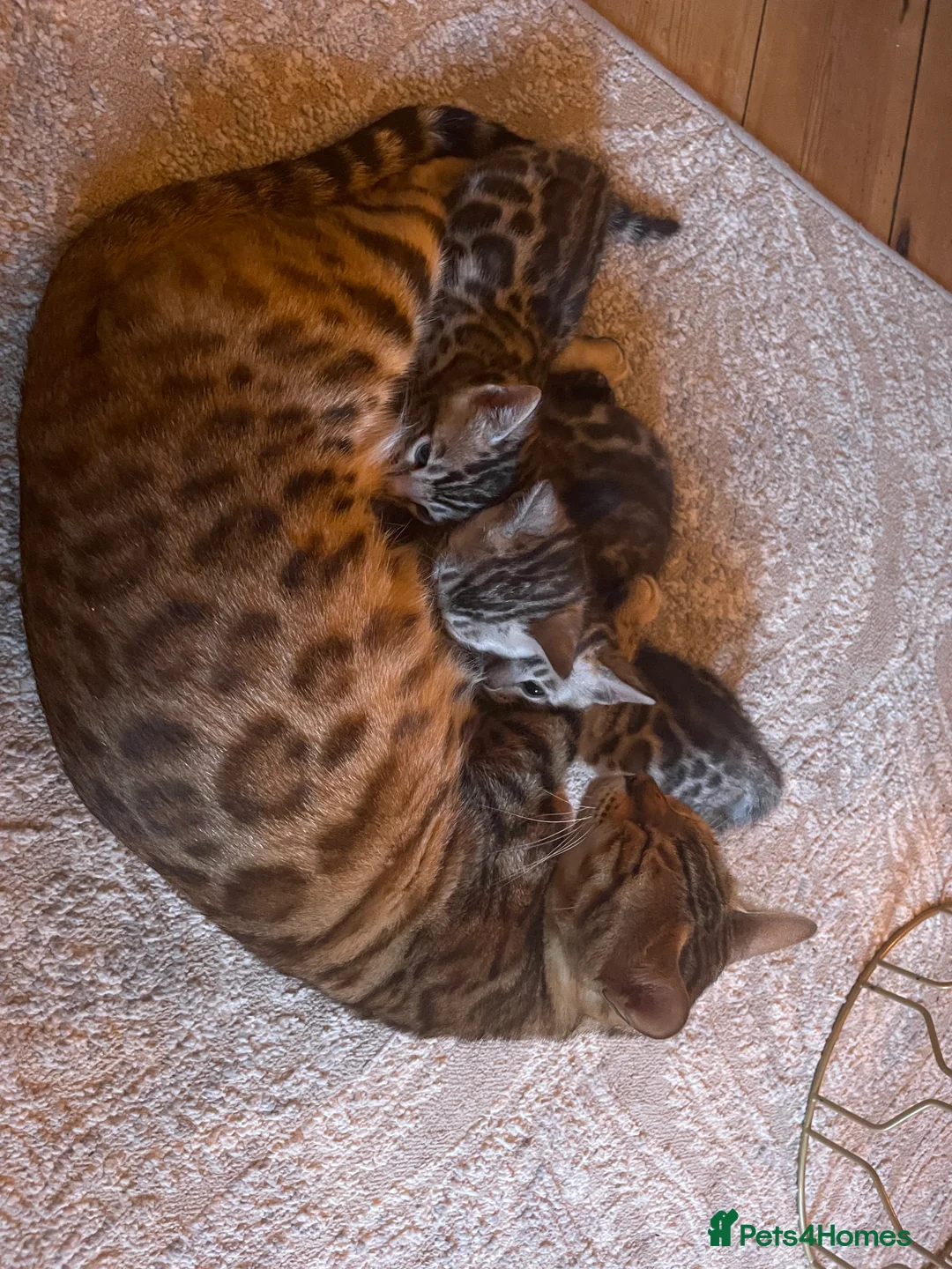 Bengal cats for sale: Pure Bengal Kittens  - Advert 25