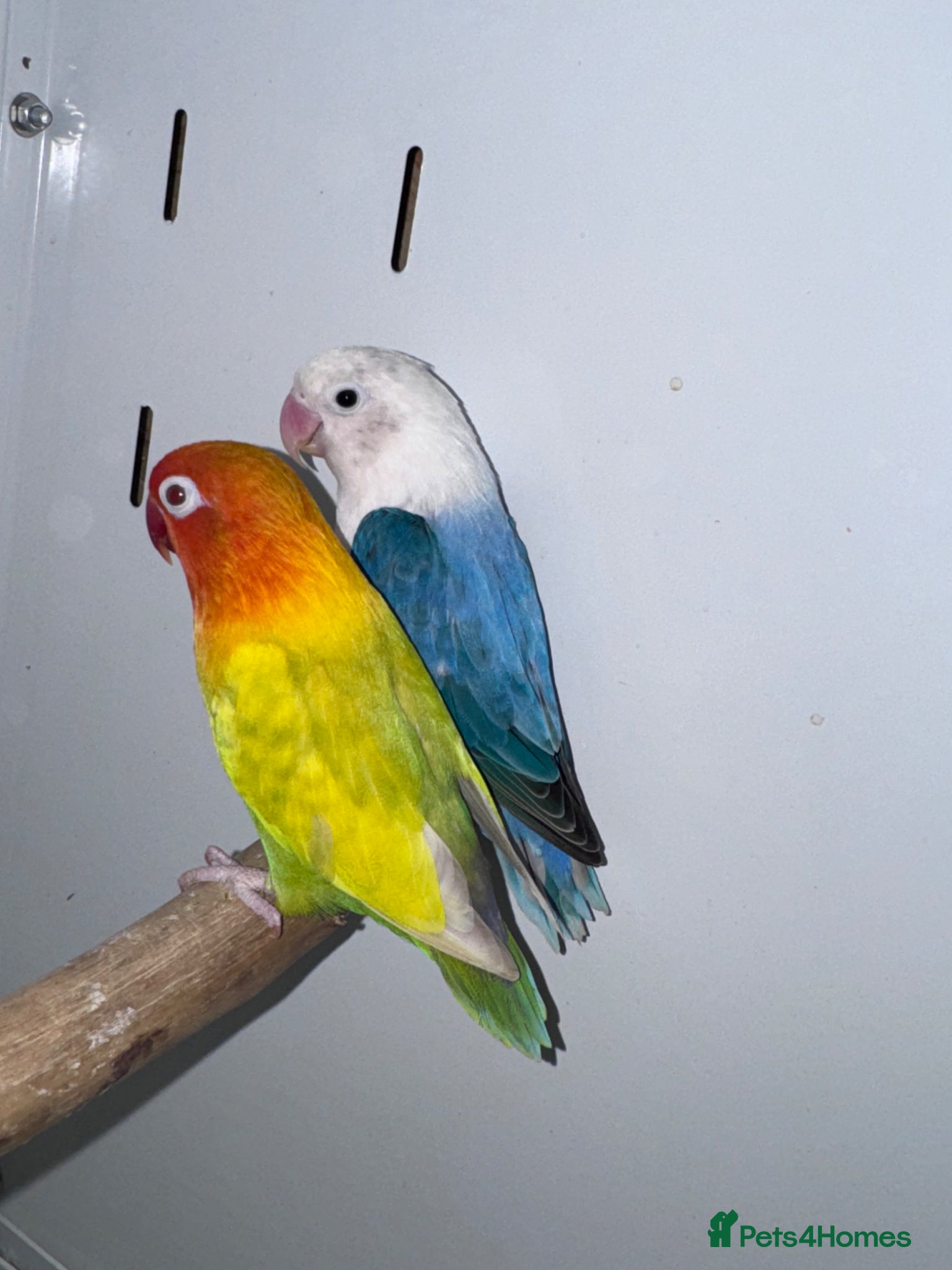 Lovebirds birds Pale fallow pair for sale  - Advert 4