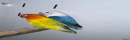 Lovebirds birds for sale: Mutation Love Bird for sale  - Advert 4