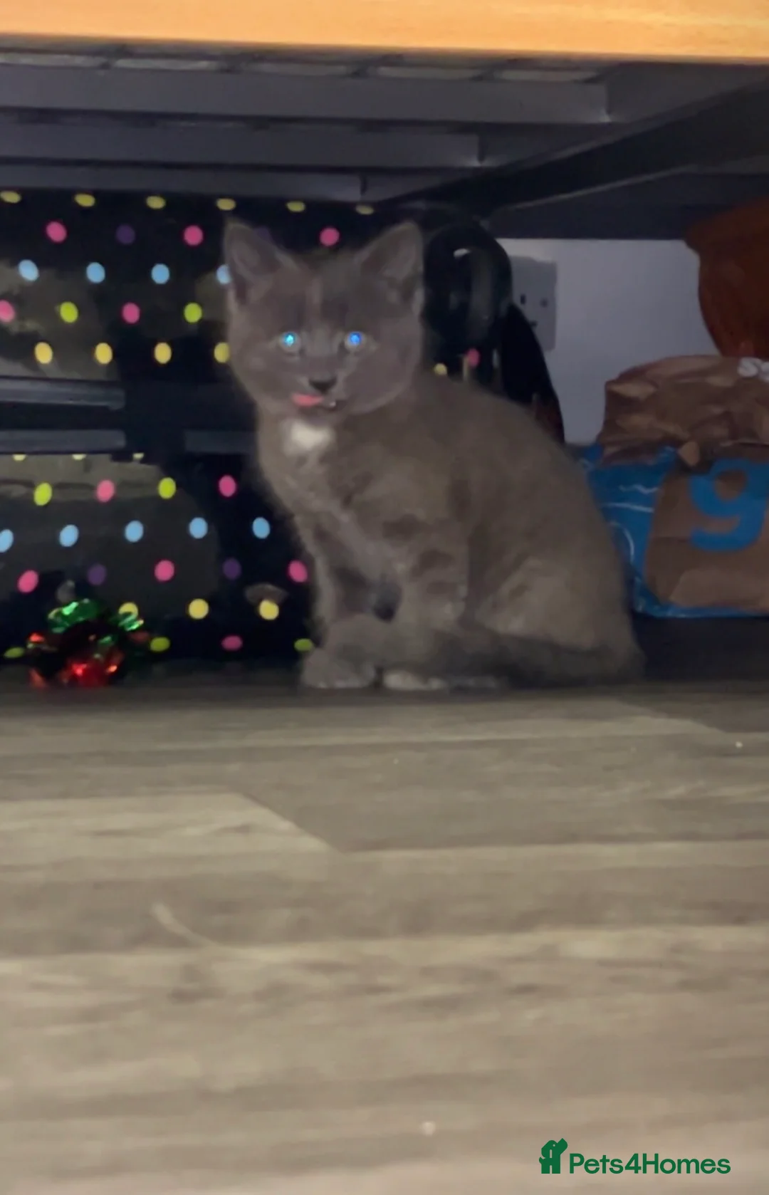 British Longhair cats for sale: Beautiful kitten  - Advert 9