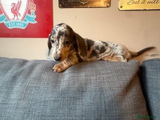 Miniature Dachshund dogs Miniature dachshund puppies for sale - Advert 7