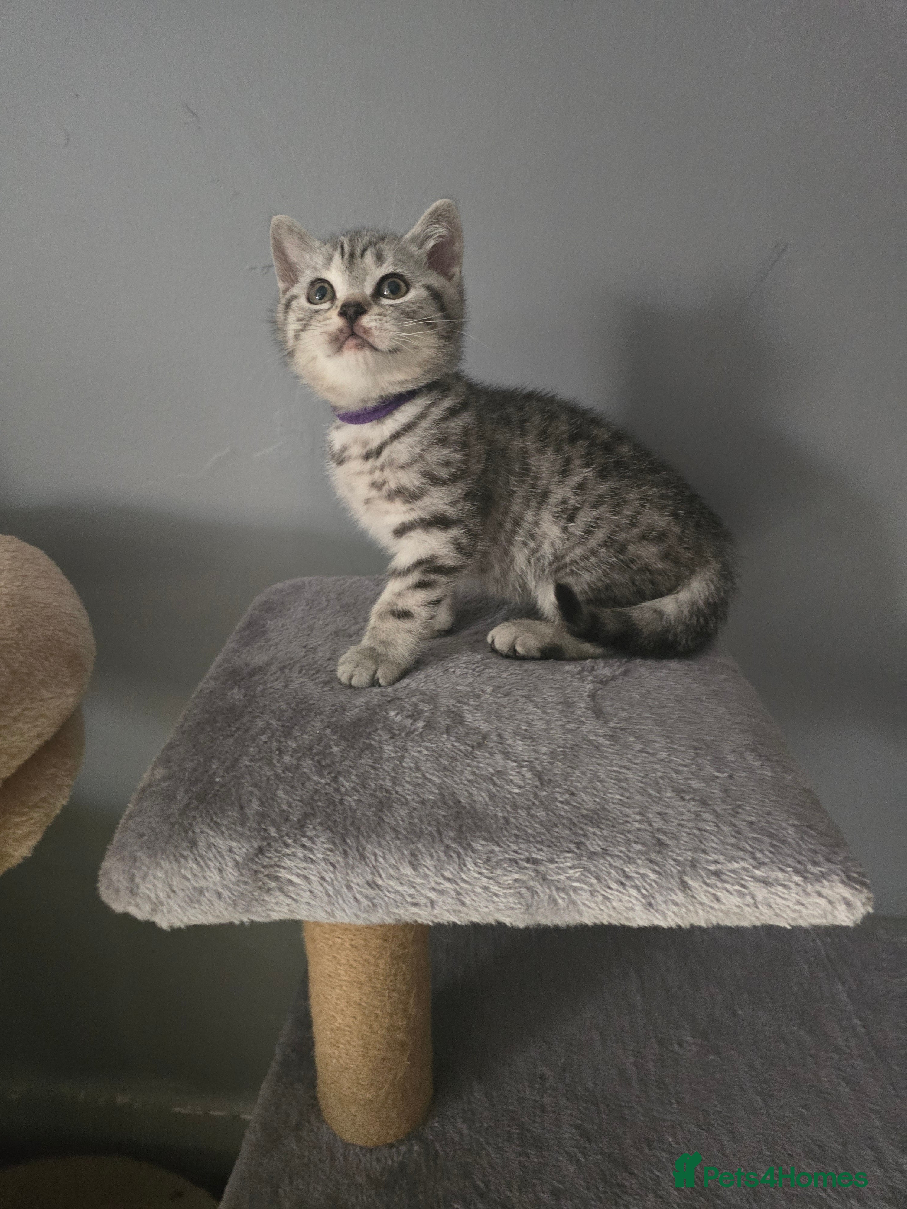 British Shorthair cats Beautiful bsh kittens  - Advert 1
