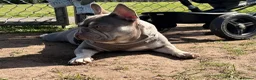 French Bulldog dogs for sale: Full pedigree female French bull dog  - Advert 4