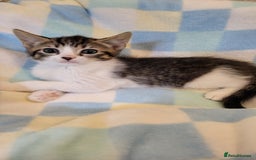 Mixed Breed cats for sale: Kittens Ready Now - Image 15